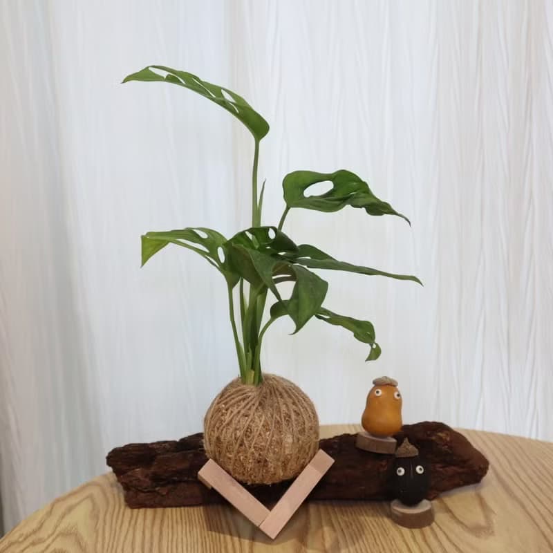 |洞洞蔓綠絨、穿孔龜背芋苔球| 贈送塑膠底座 / 植男人紳