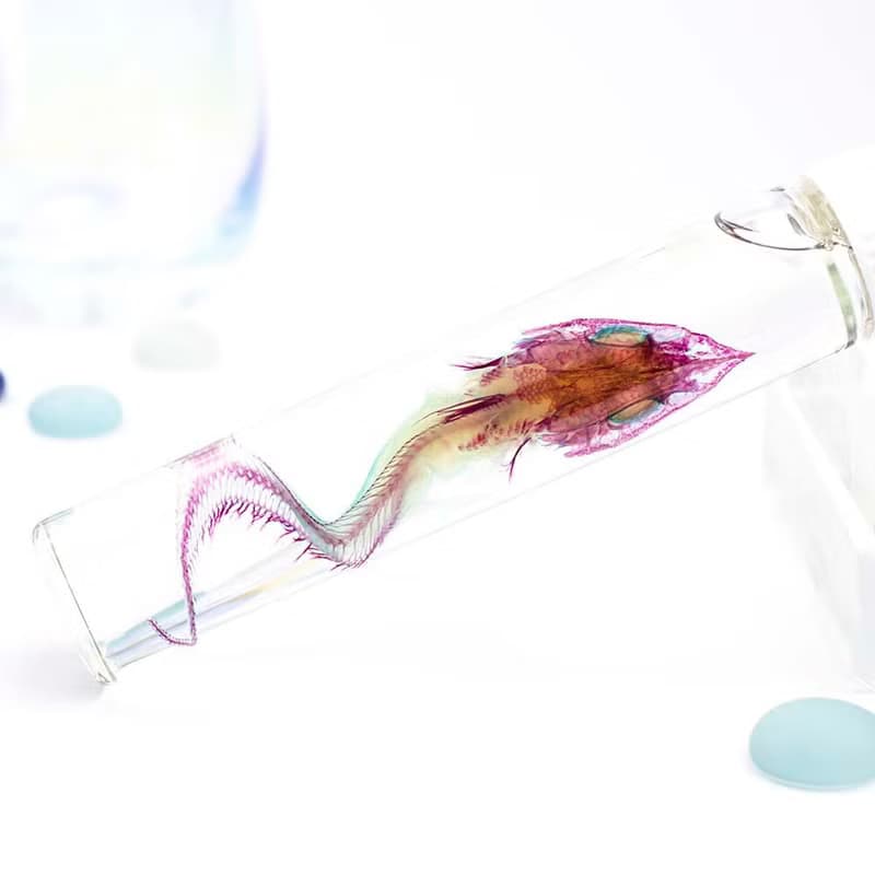 透明標本 腔吻鱈 魚類標本 台灣海洋生物