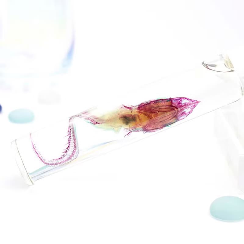 透明標本 腔吻鱈 魚類標本 台灣海洋生物