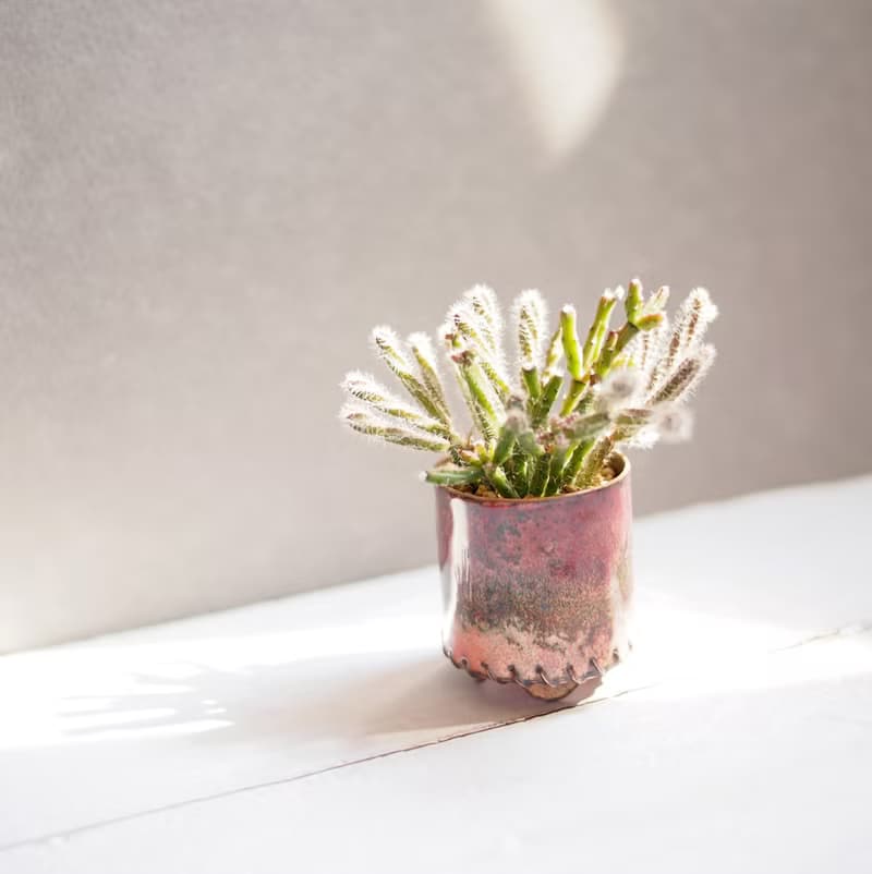 Mini Plant in Maroon琺瑯植栽系列-品紅 │猿戀葦