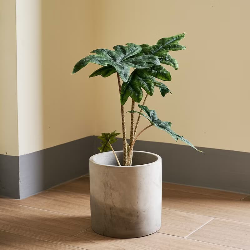 傑克林觀音蓮 | 觀葉植物 室內盆栽