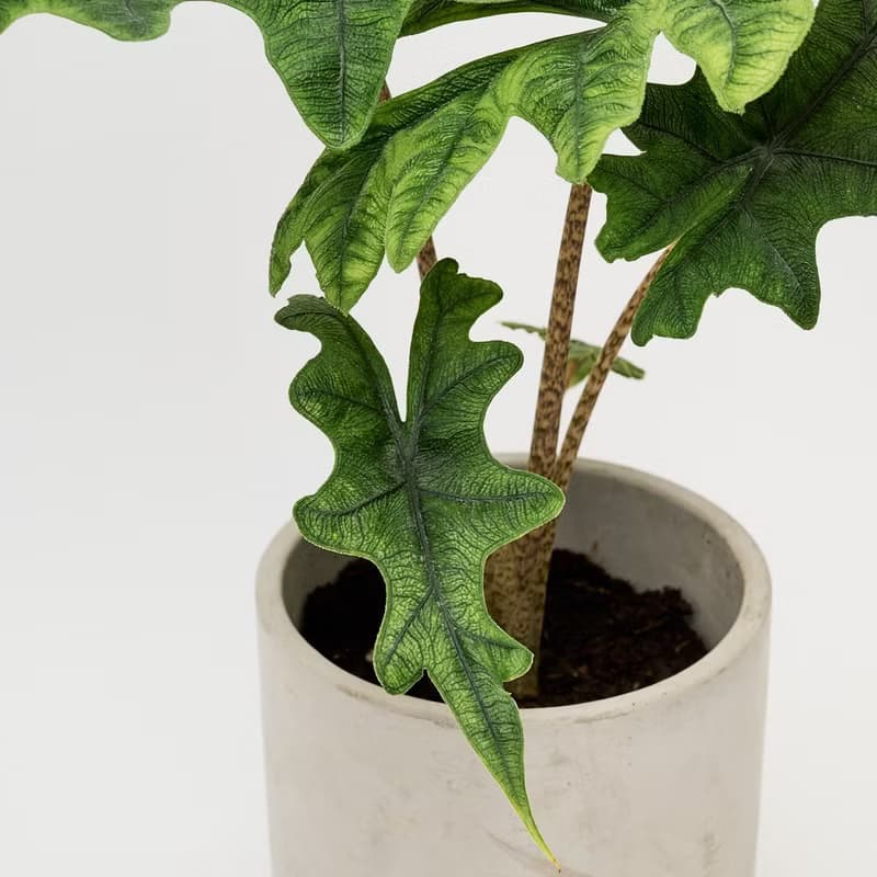 傑克林觀音蓮 | 觀葉植物 室內盆栽