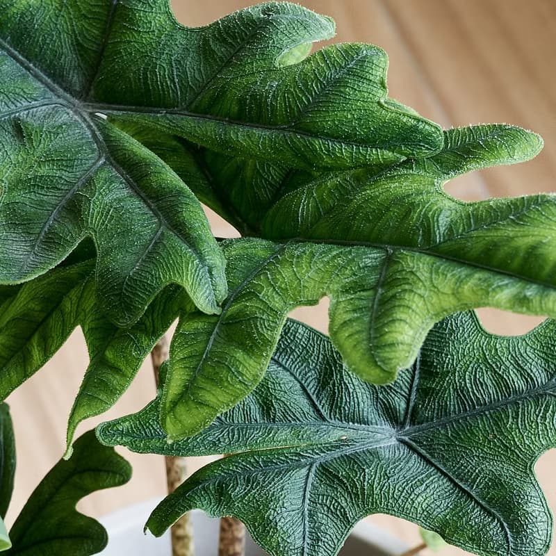 傑克林觀音蓮 | 觀葉植物 室內盆栽