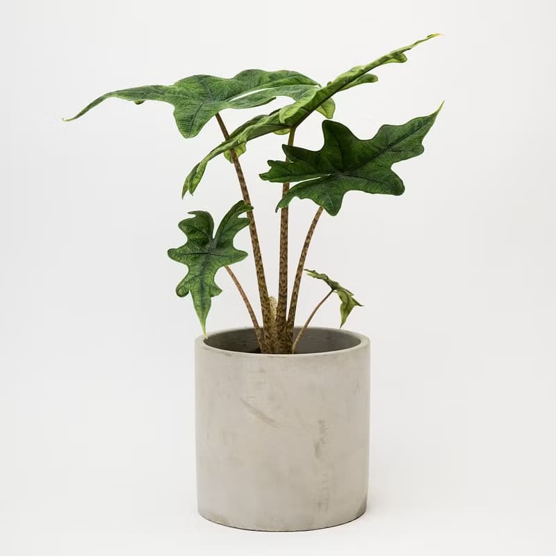 傑克林觀音蓮 | 觀葉植物 室內盆栽