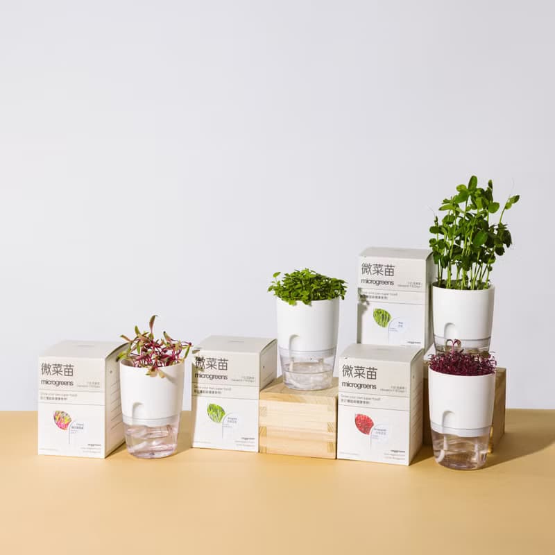 自己的菜自己種 可重用微菜苗microgreens 種植杯