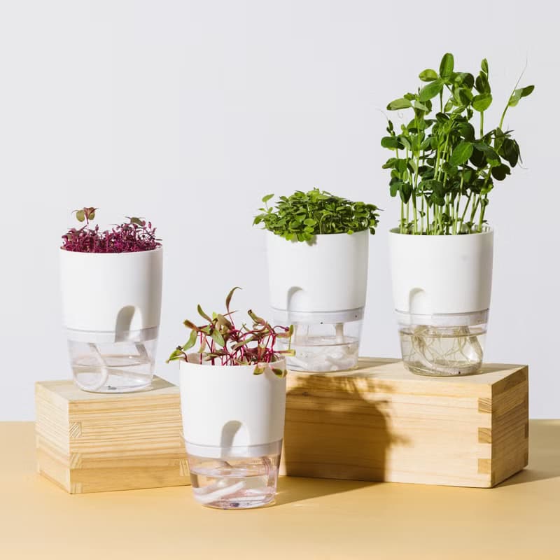 自己的菜自己種 可重用微菜苗microgreens 種植杯