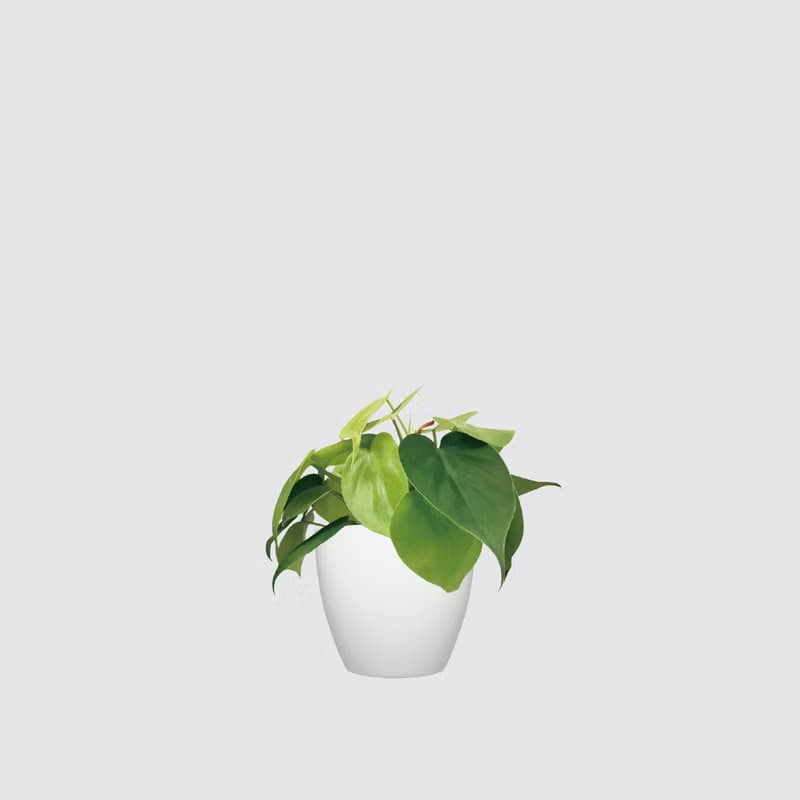 │ 犀力系列 │ 心葉蔓綠絨 - 廚浴植物 水耕盆栽 空氣淨化