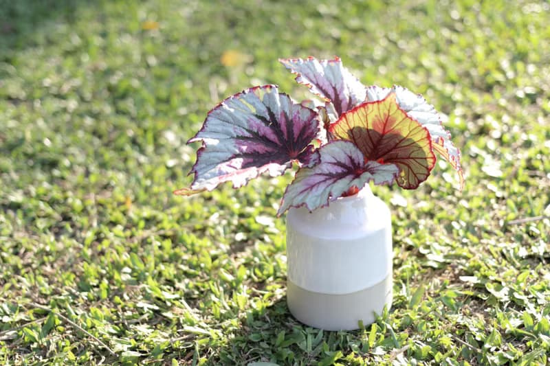 水培植栽 l  蝦蟆秋海棠_室內植物 辦公室盆栽  觀葉植物