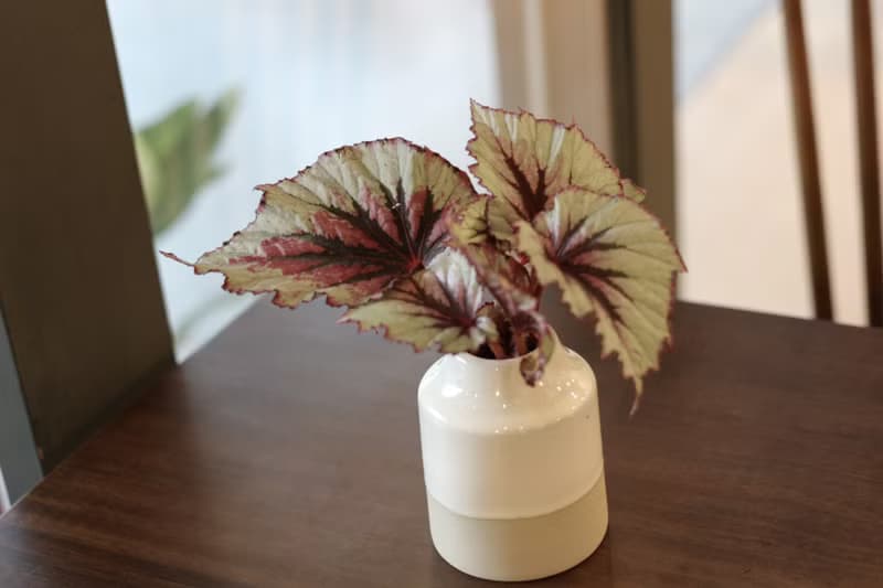 水培植栽 l  蝦蟆秋海棠_室內植物 辦公室盆栽  觀葉植物