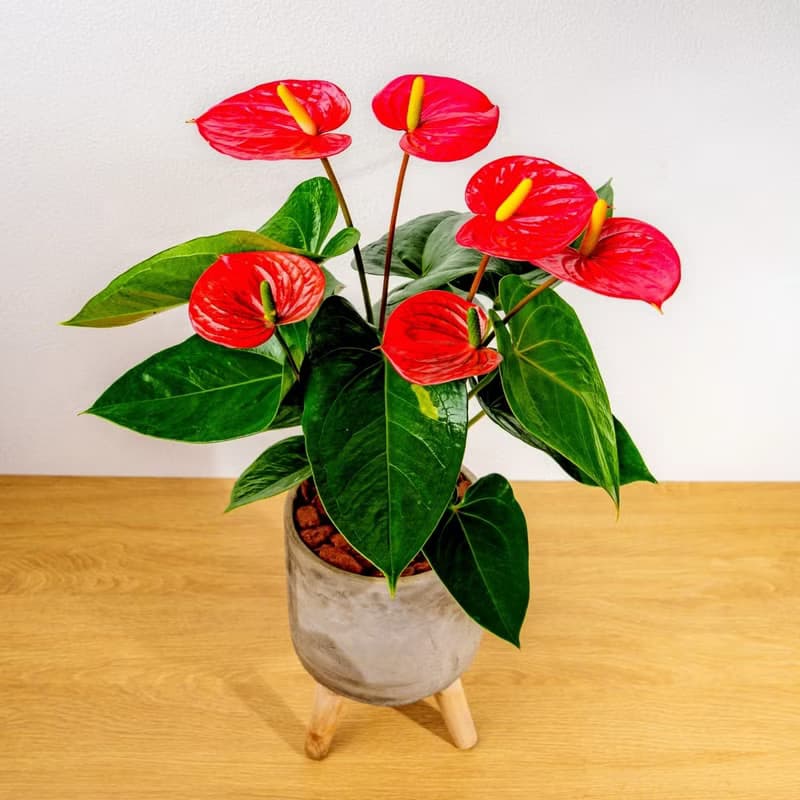 火鶴花水泥盆栽 落地盆栽 小高木腳水泥盆栽 開幕送禮 喬遷禮物