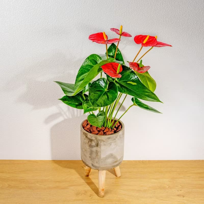 火鶴花水泥盆栽 落地盆栽 小高木腳水泥盆栽 開幕送禮 喬遷禮物