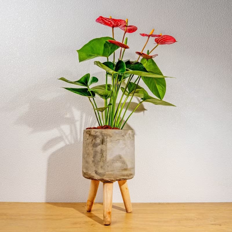 火鶴花水泥盆栽 落地盆栽 小高木腳水泥盆栽 開幕送禮 喬遷禮物