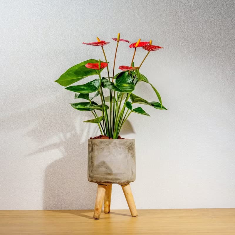 火鶴花水泥盆栽 落地盆栽 小高木腳水泥盆栽 開幕送禮 喬遷禮物