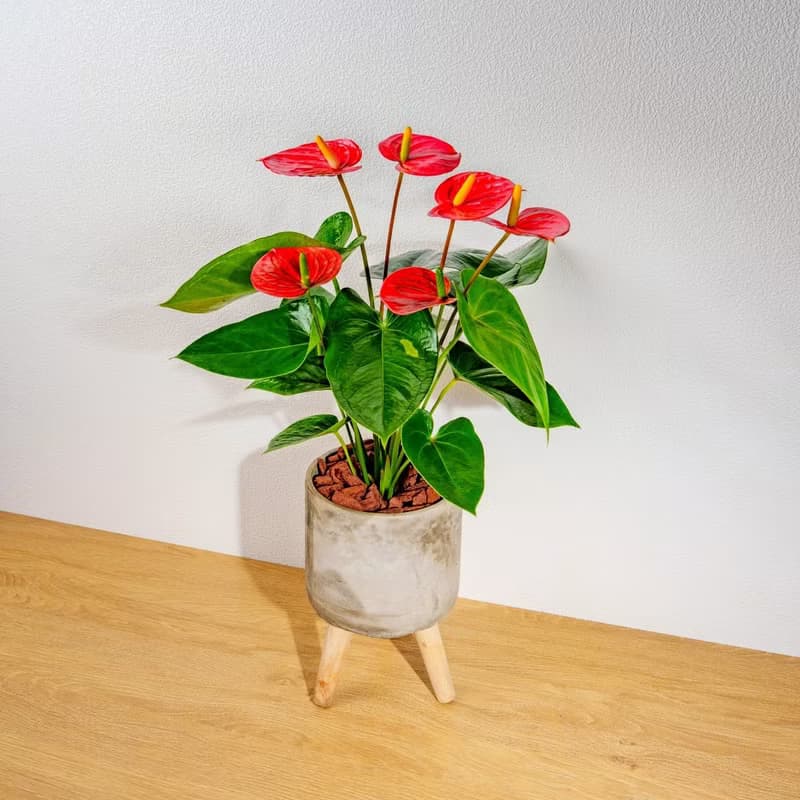 火鶴花水泥盆栽 落地盆栽 小高木腳水泥盆栽 開幕送禮 喬遷禮物