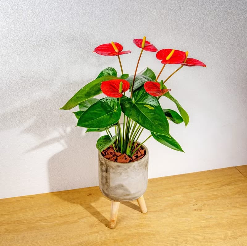 火鶴花水泥盆栽 落地盆栽 小高木腳水泥盆栽 開幕送禮 喬遷禮物