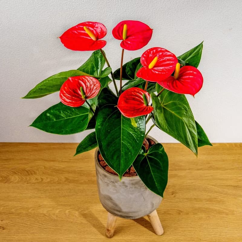 火鶴花水泥盆栽 落地盆栽 小高木腳水泥盆栽 開幕送禮 喬遷禮物