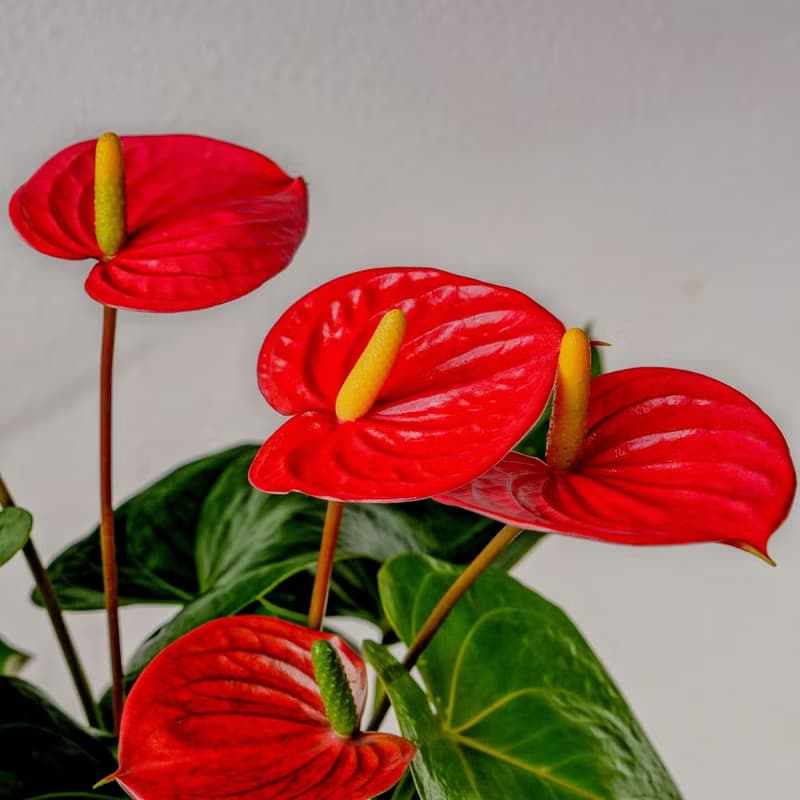 火鶴花水泥盆栽 落地盆栽 小高木腳水泥盆栽 開幕送禮 喬遷禮物