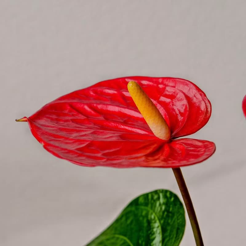 火鶴花水泥盆栽 落地盆栽 小高木腳水泥盆栽 開幕送禮 喬遷禮物