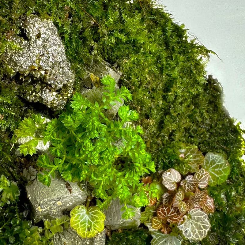 【體驗】共築綠境 / 礦石苔蘚盆手作體驗課_小朋友免費