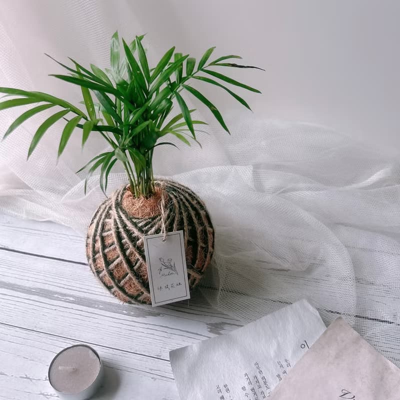 小苔球 袖珍椰子 室內植栽 辦公桌植物