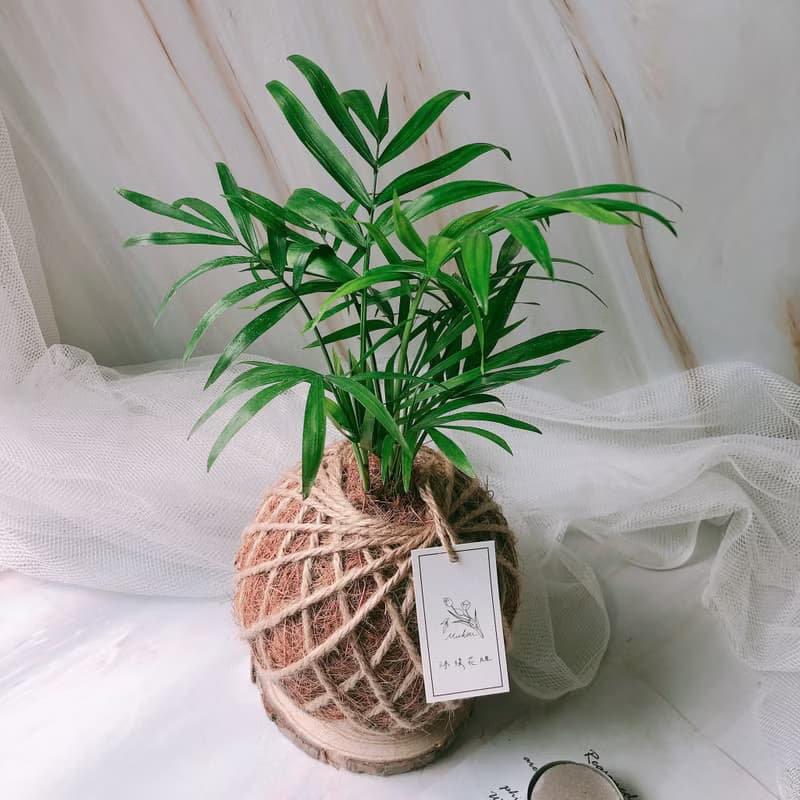 小苔球 袖珍椰子 室內植栽 辦公桌植物