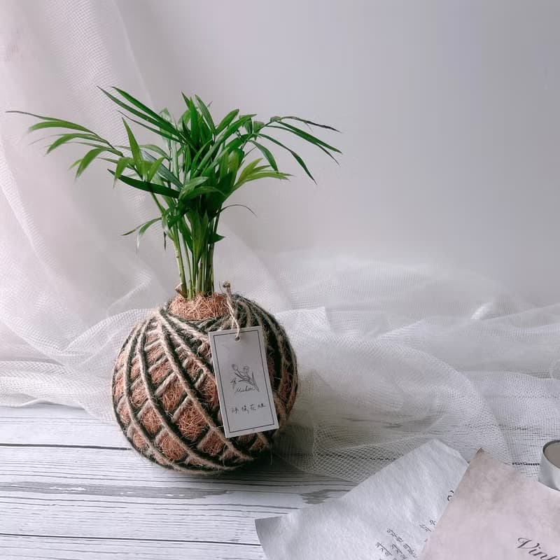 小苔球 袖珍椰子 室內植栽 辦公桌植物