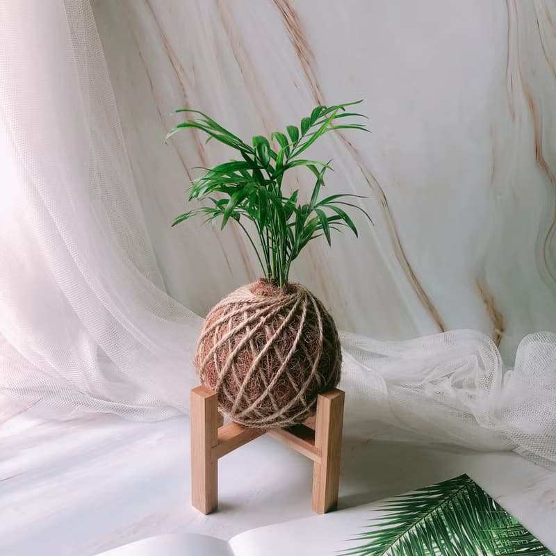 小苔球 袖珍椰子 室內植栽 辦公桌植物