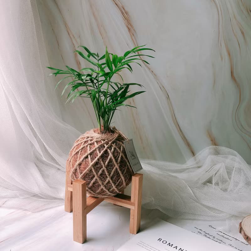 小苔球 袖珍椰子 室內植栽 辦公桌植物