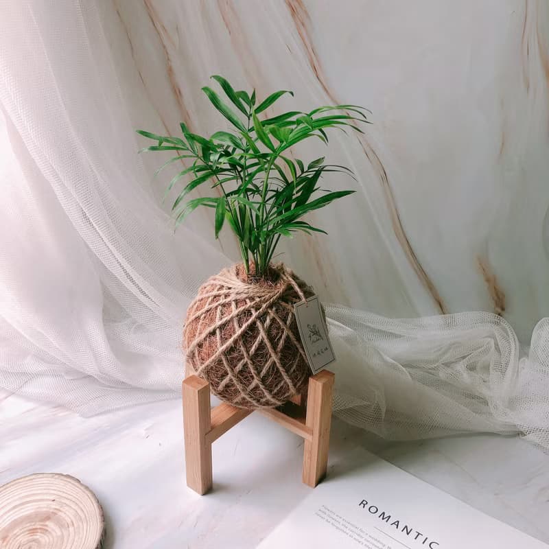 小苔球 袖珍椰子 室內植栽 辦公桌植物