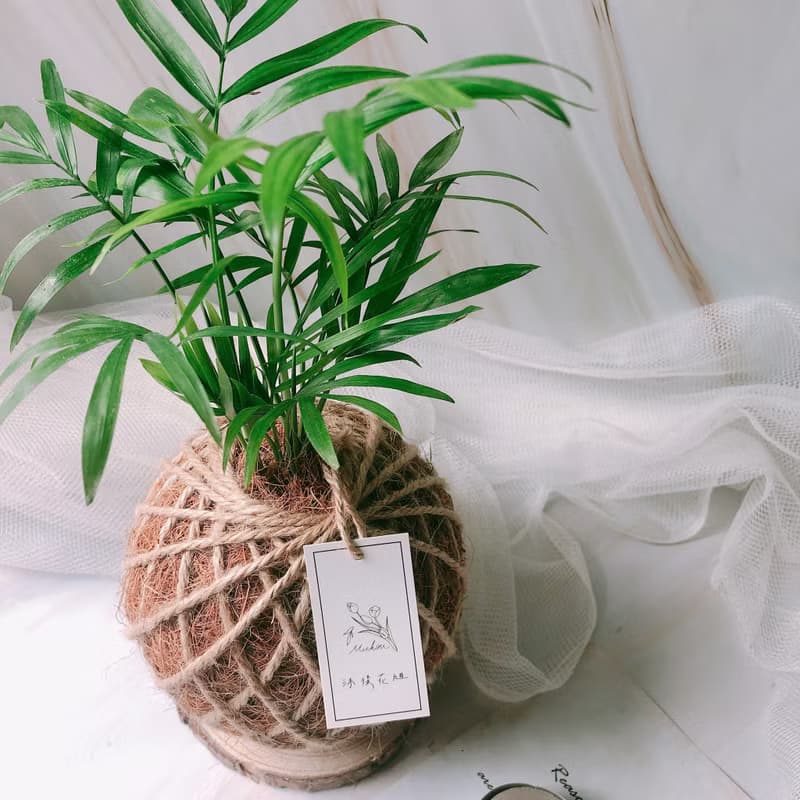 小苔球 袖珍椰子 室內植栽 辦公桌植物