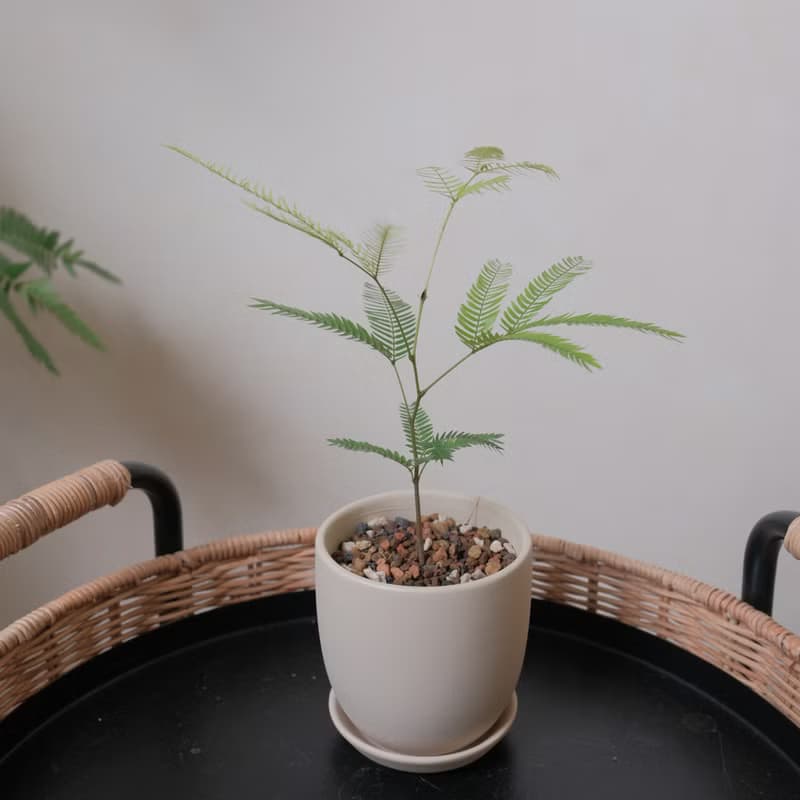 小豆樹