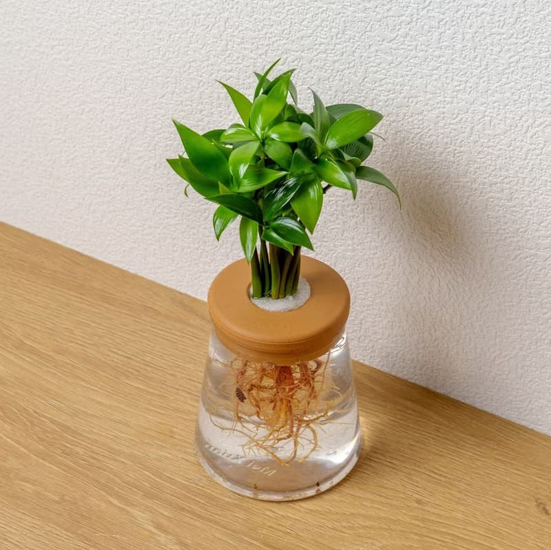 竹柏 三角水耕盆栽 室內植物 觀葉植物 禮物 水培