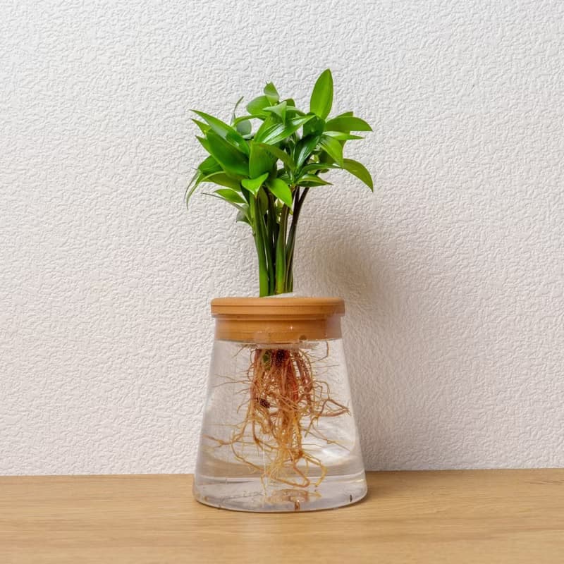竹柏 三角水耕盆栽 室內植物 觀葉植物 禮物 水培