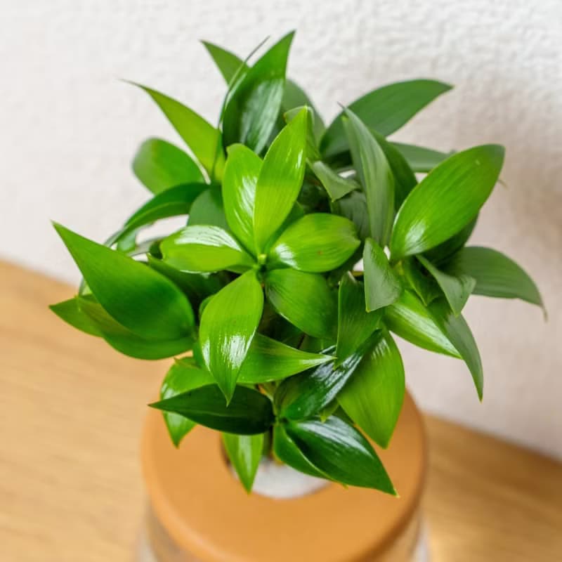 竹柏 三角水耕盆栽 室內植物 觀葉植物 禮物 水培