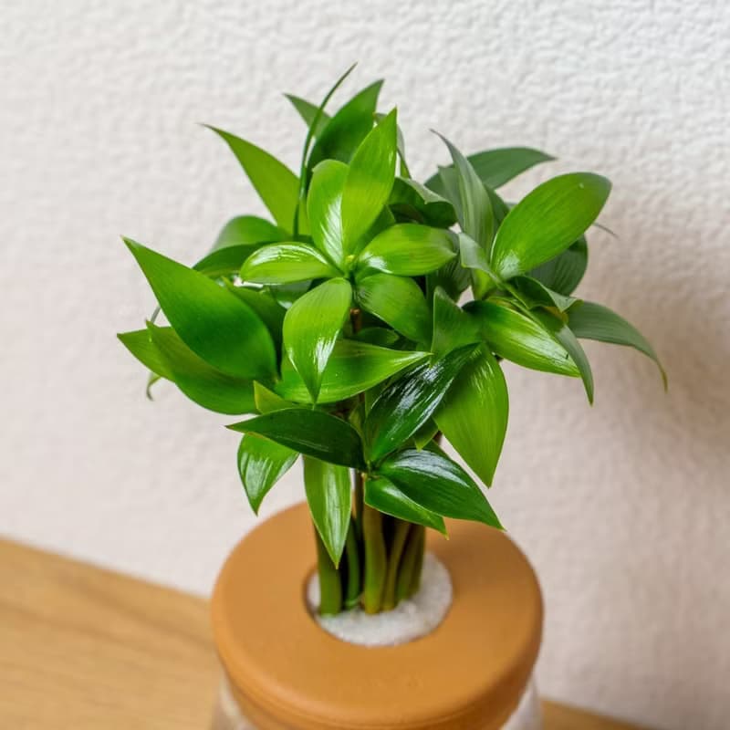 竹柏 三角水耕盆栽 室內植物 觀葉植物 禮物 水培