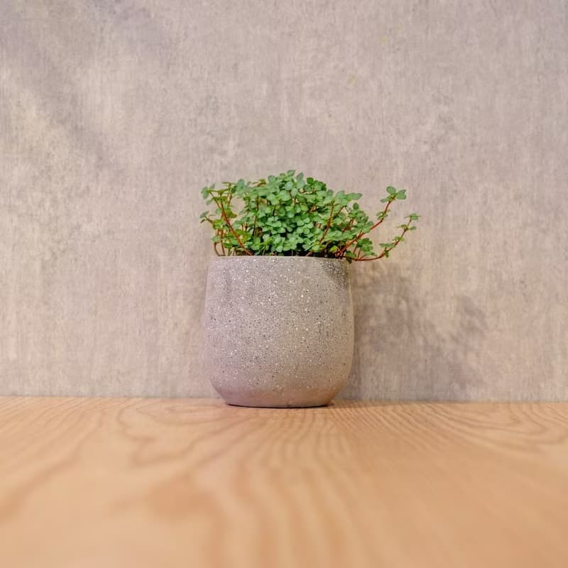 雪花蔓 桌上型水泥盆栽 觀葉植物 禮物 盆栽 交換禮物 植物