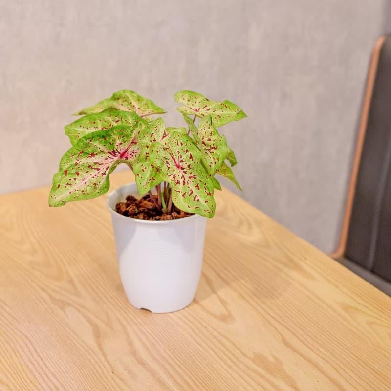 瑪菲特小姐彩葉芋 日式塑陶盆 室內植物 觀葉植物 禮物 辦公室小