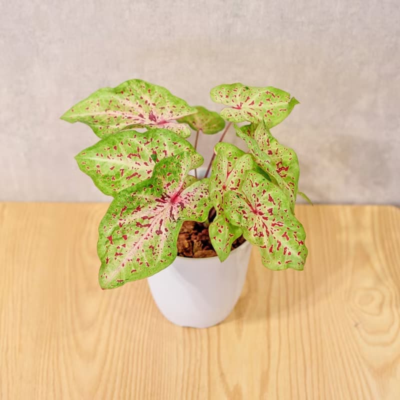 瑪菲特小姐彩葉芋 日式塑陶盆 室內植物 觀葉植物 禮物 辦公室小