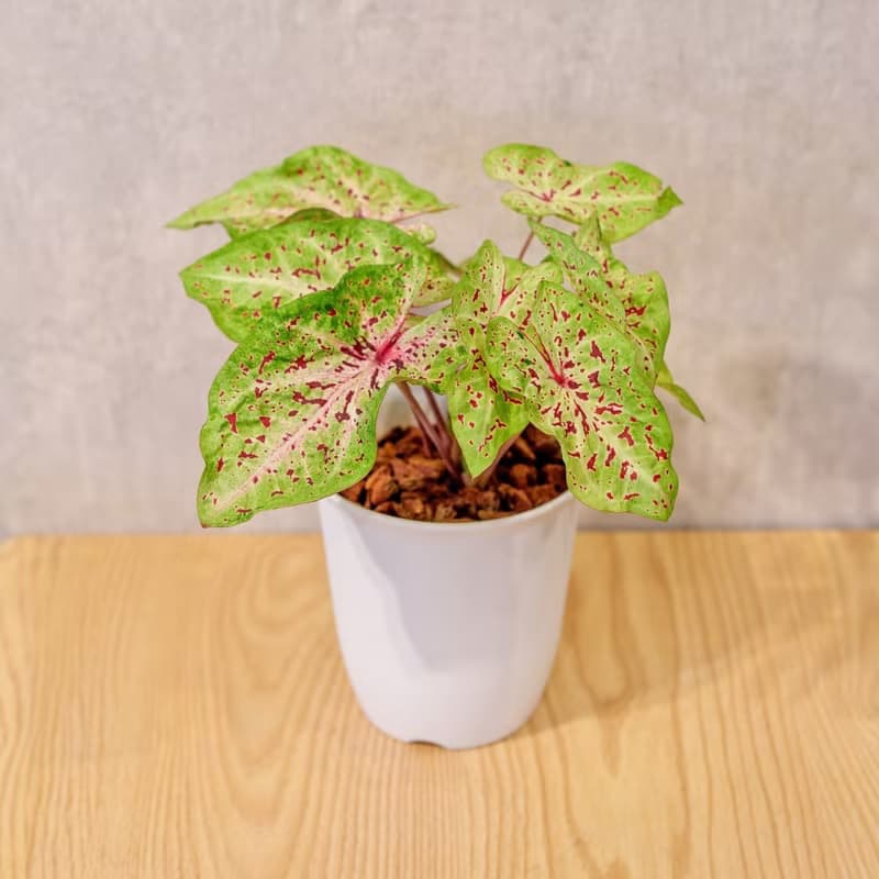 瑪菲特小姐彩葉芋 日式塑陶盆 室內植物 觀葉植物 禮物 辦公室小