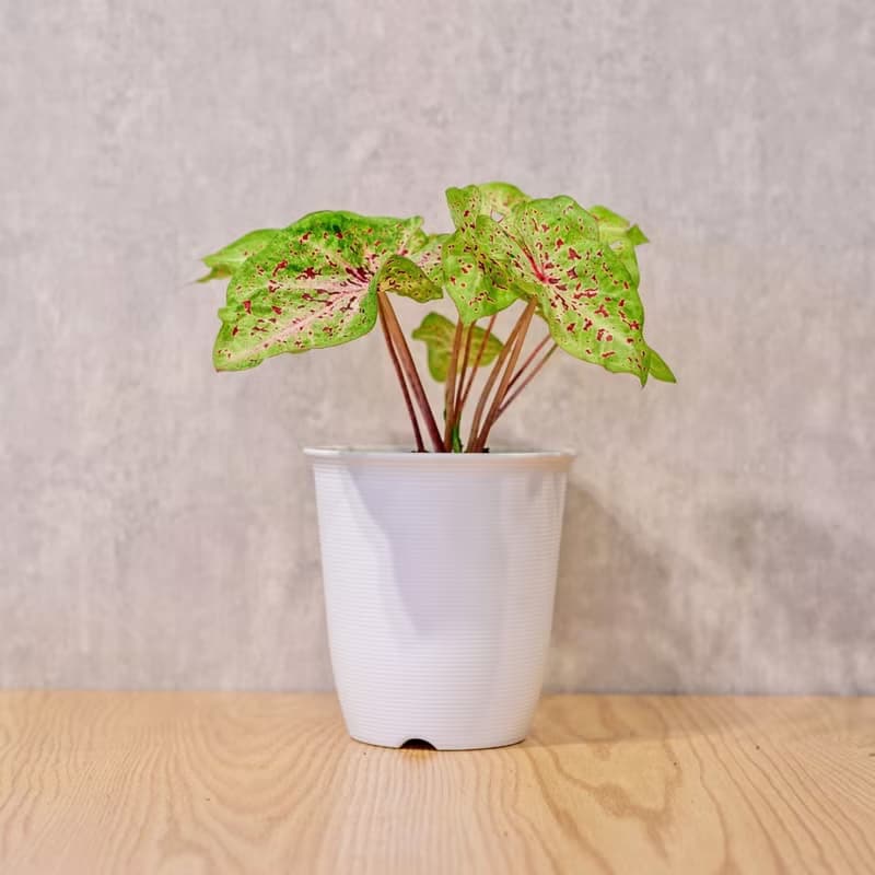 瑪菲特小姐彩葉芋 日式塑陶盆 室內植物 觀葉植物 禮物 辦公室小