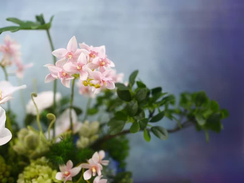 粉茶花蝴蝶蘭香氛花禮 免運專人配送限雙北市 其餘地區需補運費
