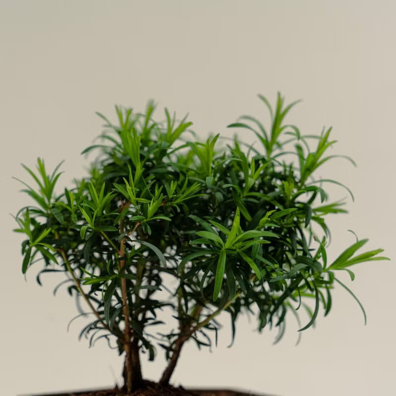 澳洲茶樹│泥作系列│福所栽