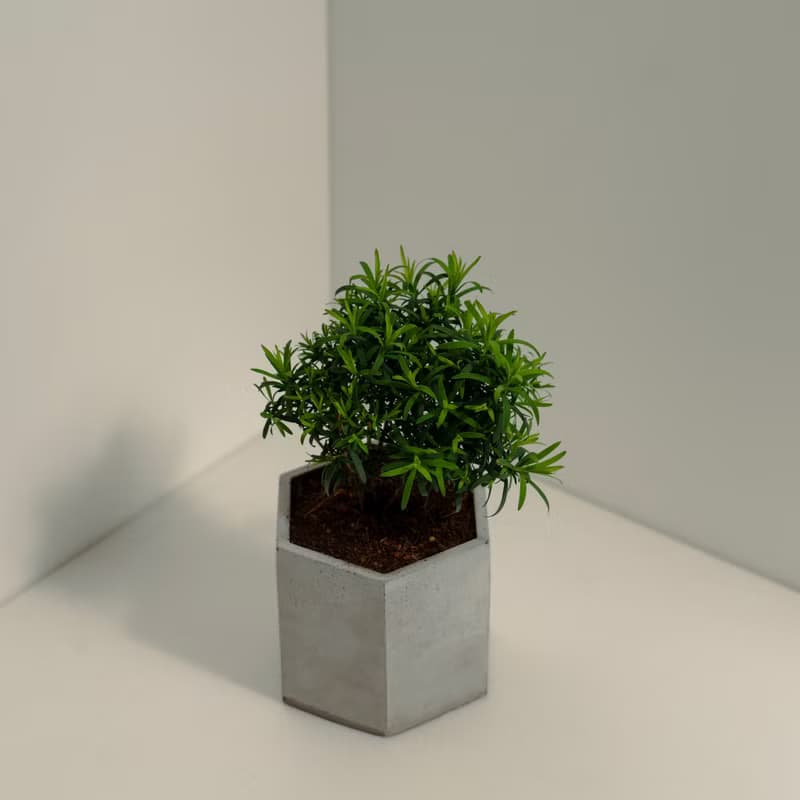 澳洲茶樹│泥作系列│福所栽