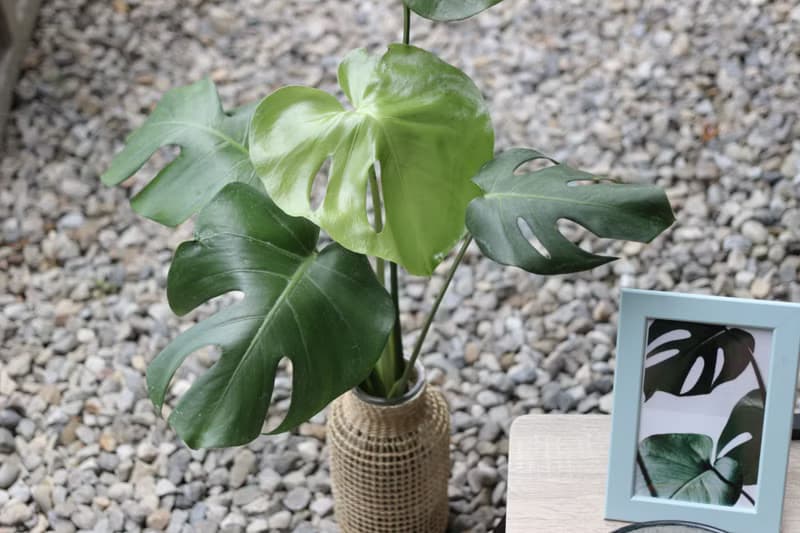 水培植栽│龜背芋_室內植物 藤編玻璃花器 辦公室盆栽  植栽 盆栽