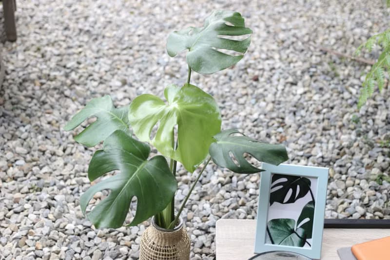 水培植栽│龜背芋_室內植物 藤編玻璃花器 辦公室盆栽  植栽 盆栽