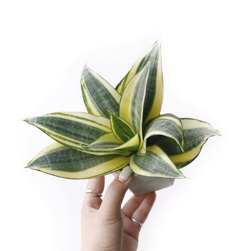 (現貨) 純灰系列 | 黃金虎尾蘭 六邊形純灰色水泥植栽