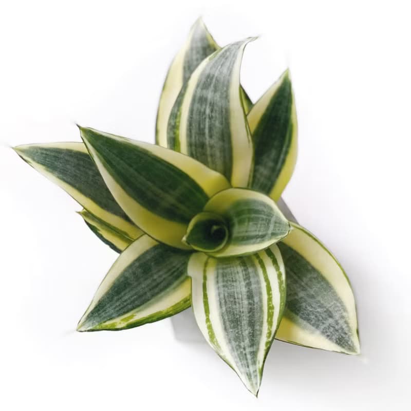 (現貨) 純灰系列 | 黃金虎尾蘭 六邊形純灰色水泥植栽