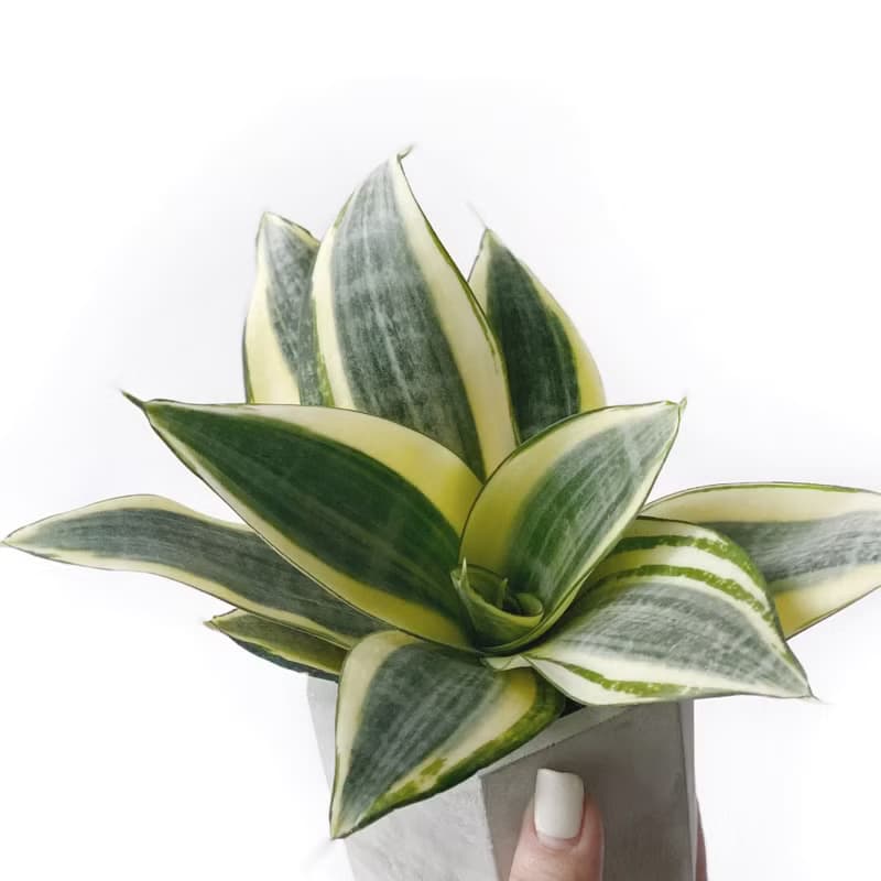 (現貨) 純灰系列 | 黃金虎尾蘭 六邊形純灰色水泥植栽