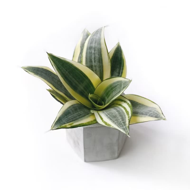 (現貨) 純灰系列 | 黃金虎尾蘭 六邊形純灰色水泥植栽