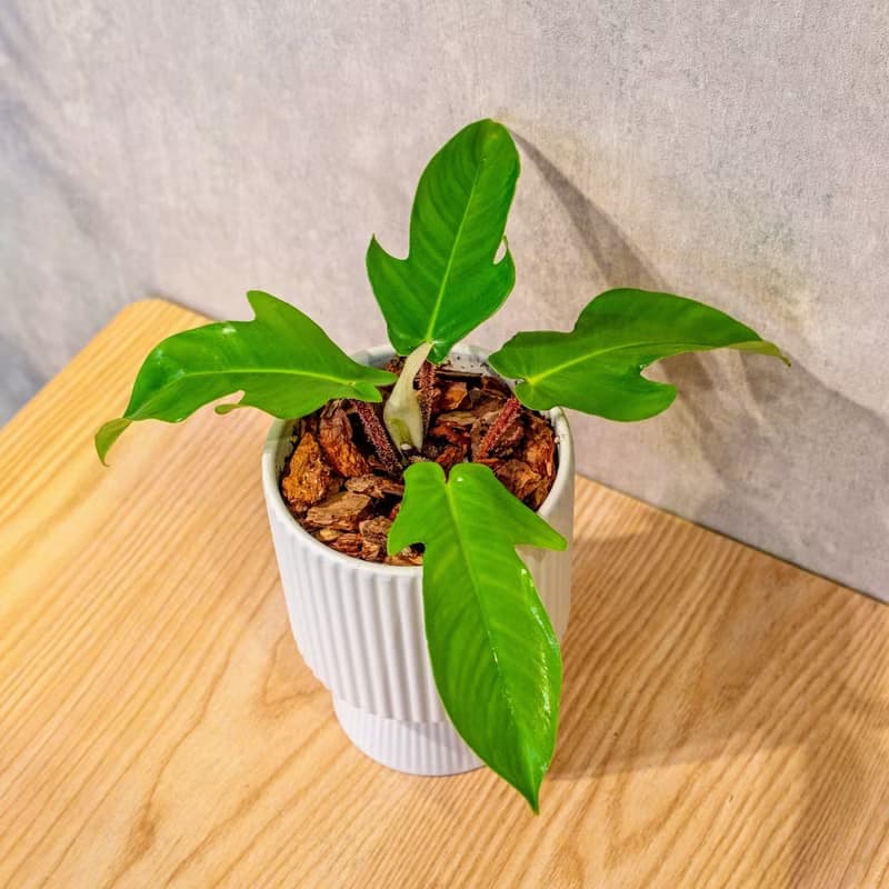 龍爪蔓綠絨白色高腳陶盆 桌上盆栽 室內植物 禮物